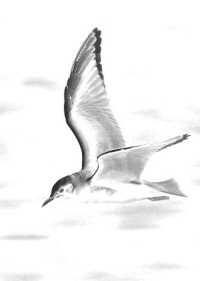 Bonaparte's Gull